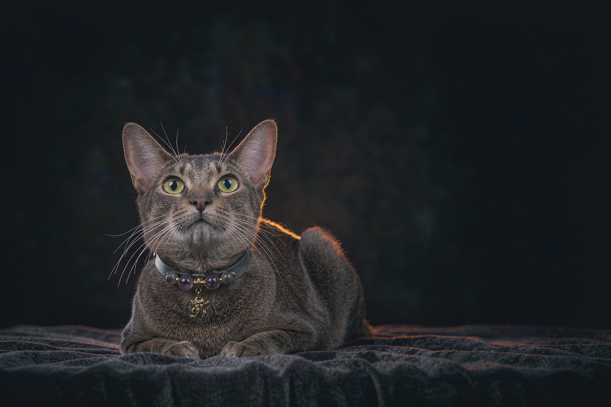 Animals and Pet Supplies example products